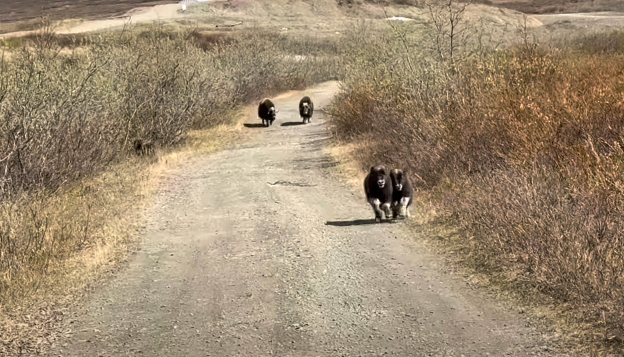 Two baby musk oxen charging at Richards. Keane Richards photo.